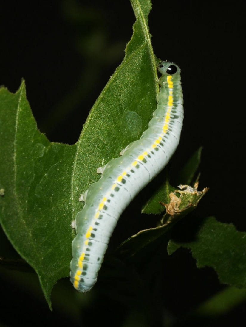 Greta oto — increíble mariposa de cristal"," alas