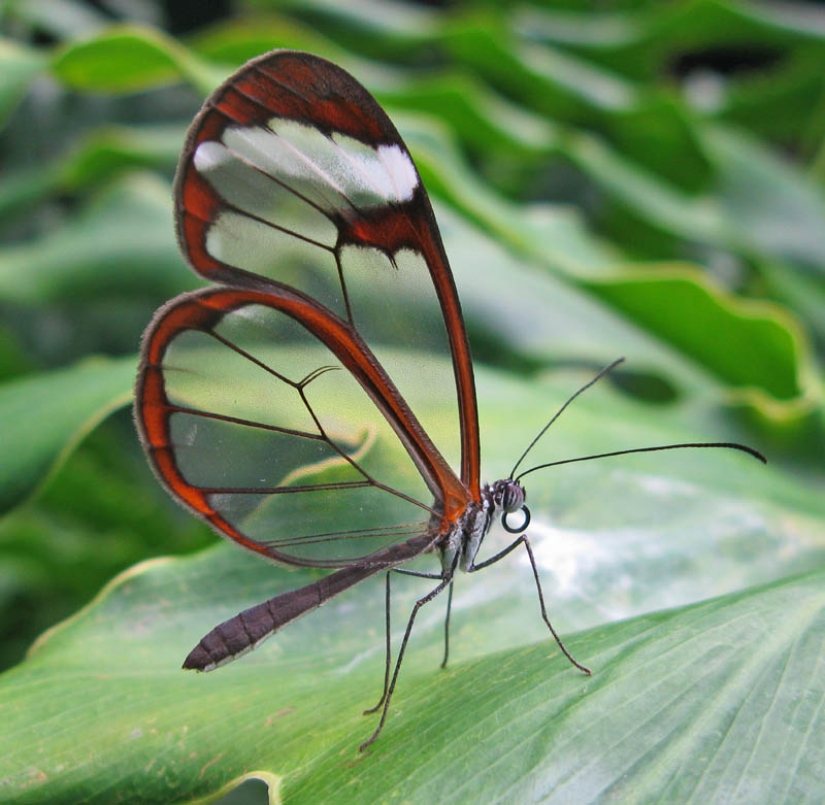 Greta oto — increíble mariposa de cristal"," alas