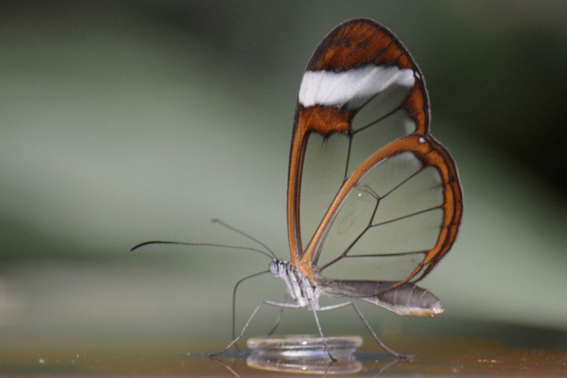 Greta oto — increíble mariposa de cristal"," alas