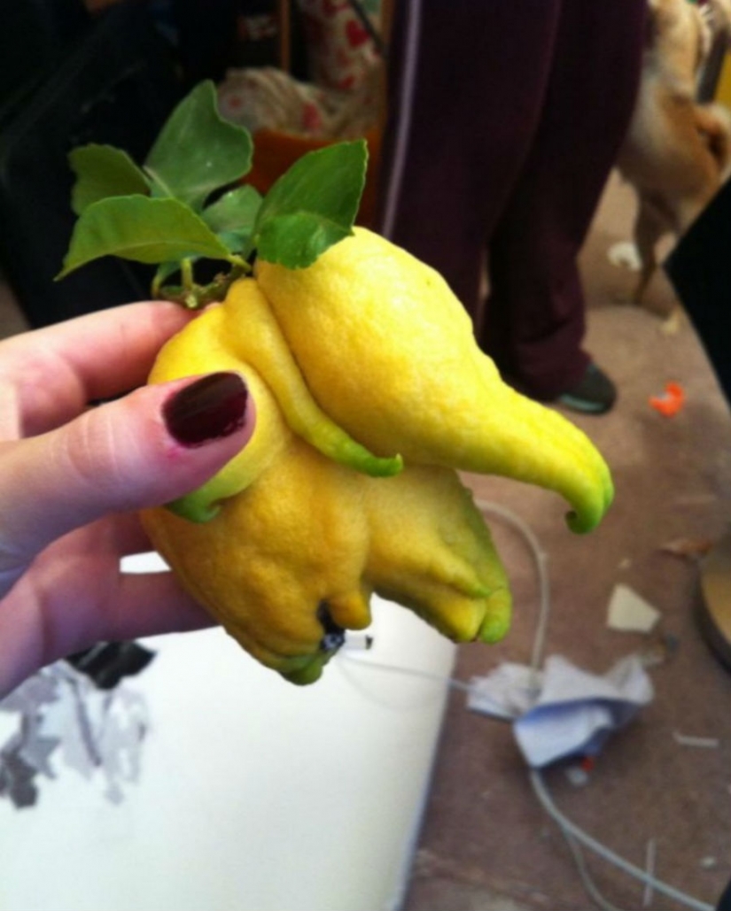 Ha crecido, ha crecido la mayoría de formas inesperadas de verduras y frutas Ha crecido, ha crecido la mayoría de formas inesperadas de verduras y frutas