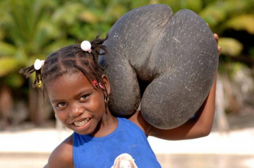 Ha crecido, ha crecido la mayoría de formas inesperadas de verduras y frutas Ha crecido, ha crecido la mayoría de formas inesperadas de verduras y frutas