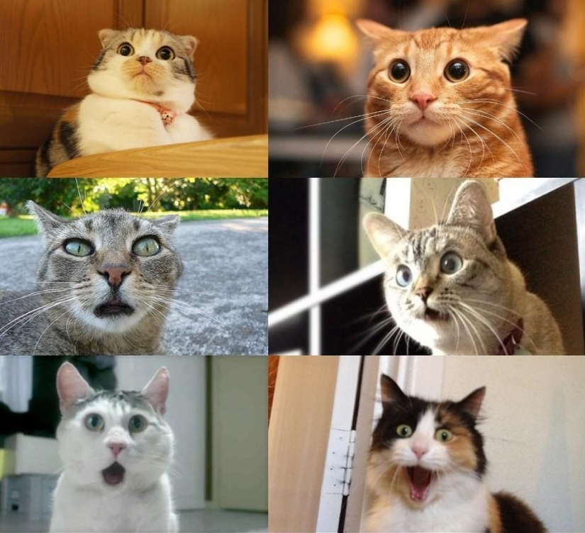 Harmless Russian words that are abroad will be taken for swearing