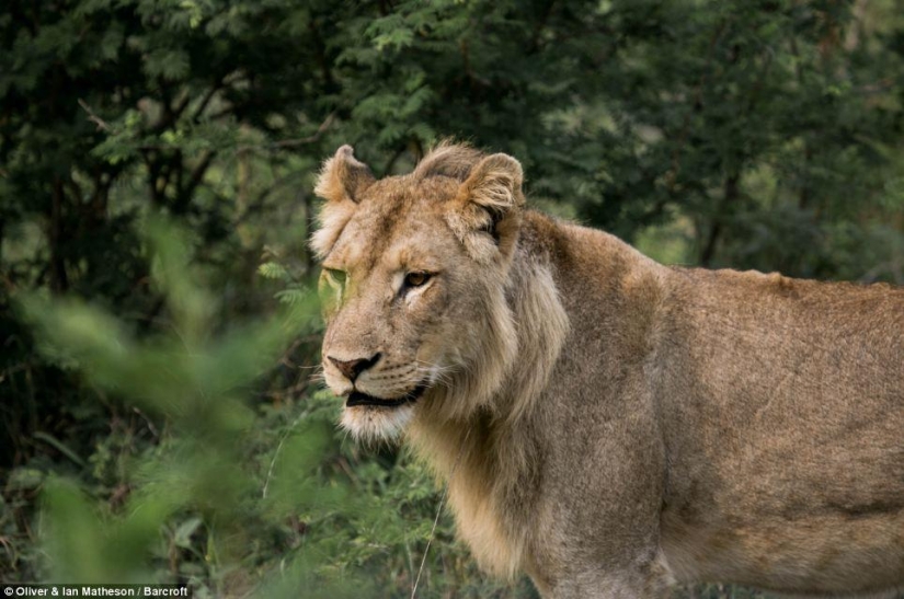 He dies, but save your friend: Mutual assistance in wild Buffalo