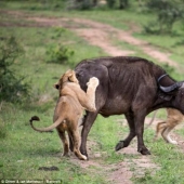 He dies, but save your friend: Mutual assistance in wild Buffalo