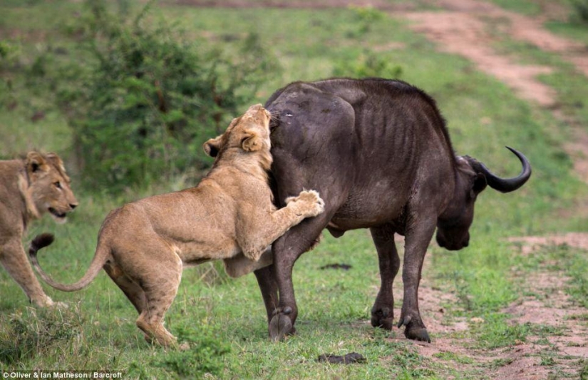 He dies, but save your friend: Mutual assistance in wild Buffalo