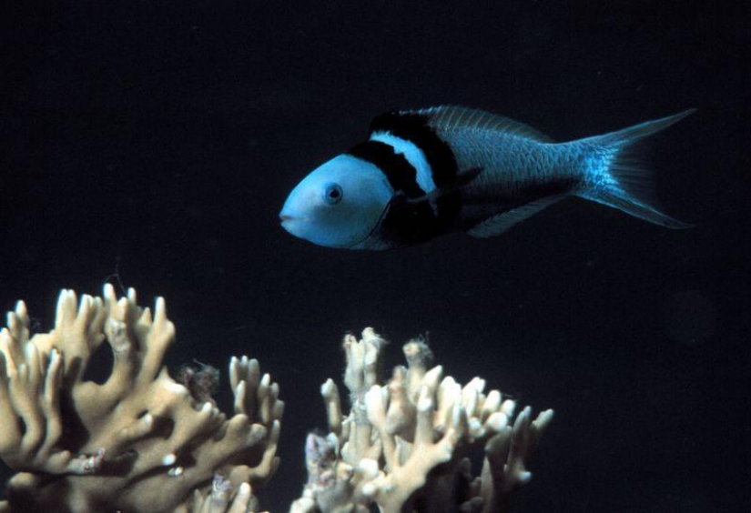 Hechos acerca de los animales que levantar su estado de ánimo