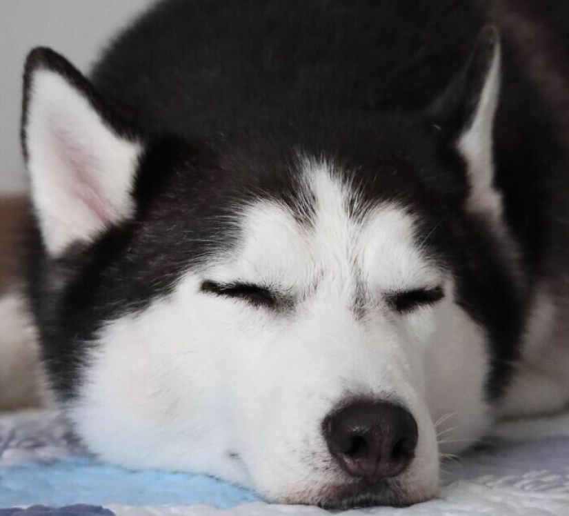 Hermosos husky que va a robar tu corazón y no volver