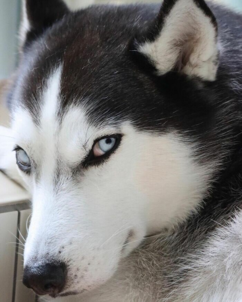 Hermosos husky que va a robar tu corazón y no volver
