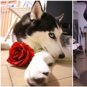Hermosos husky que va a robar tu corazón y no volver
