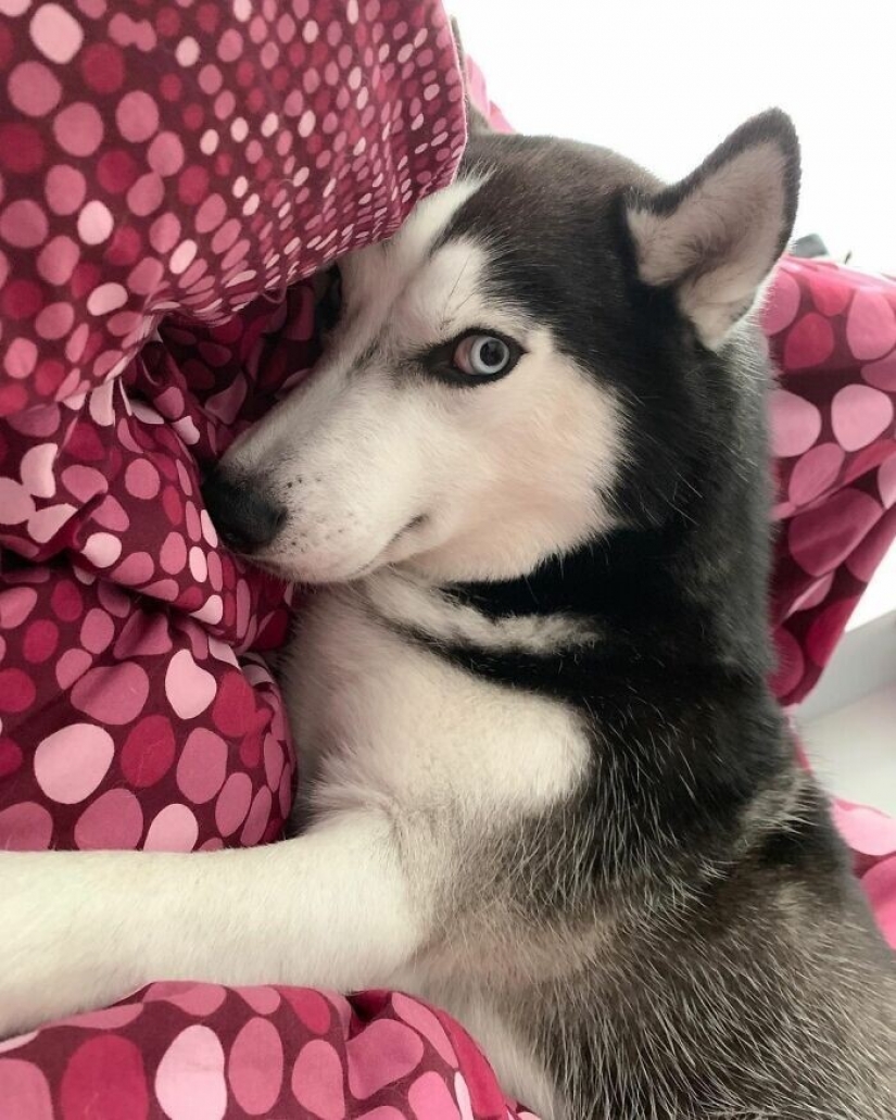Hermosos husky que va a robar tu corazón y no volver