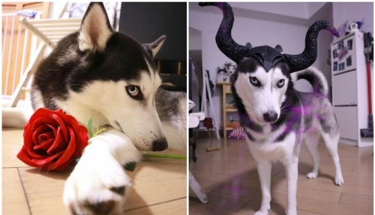 Hermosos husky que va a robar tu corazón y no volver Hermosos husky que va a robar tu corazón y no volver