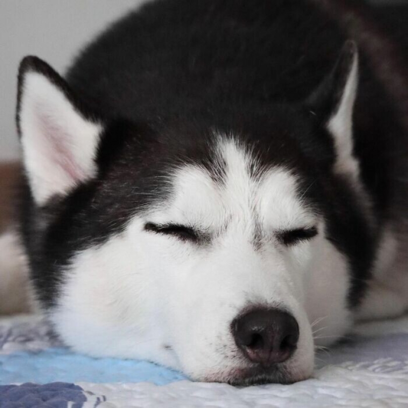 Hermosos husky que va a robar tu corazón y no volver