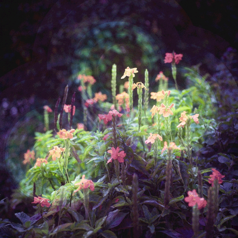 Hipnóticos gifs megaciudades Asiáticas Hipnóticos gifs megaciudades Asiáticas