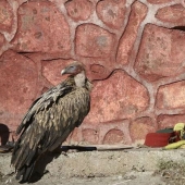 How is "sky burial" in Tibet