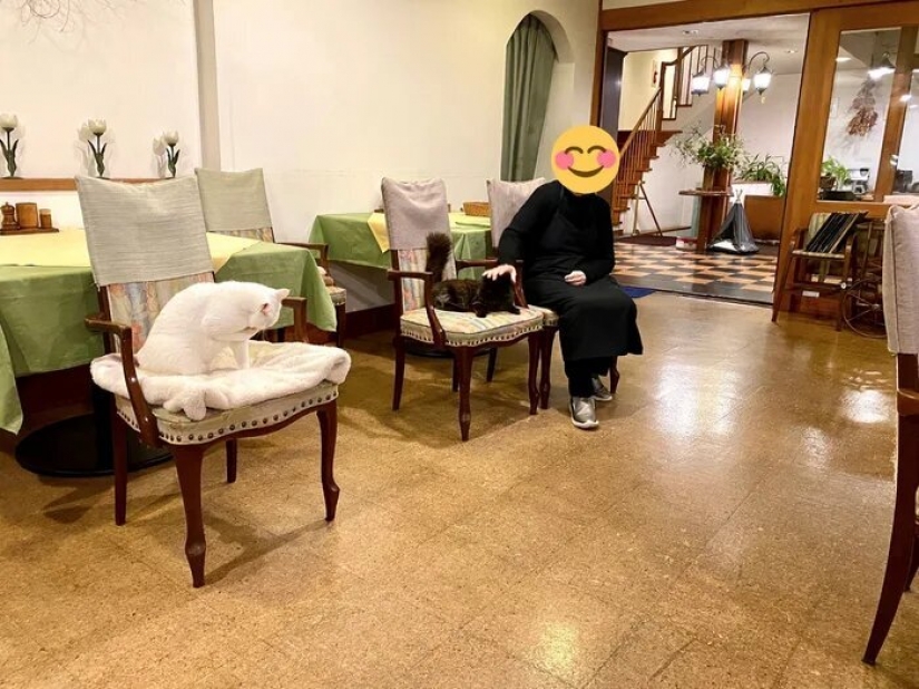 How the first hotel in the world for cat lovers