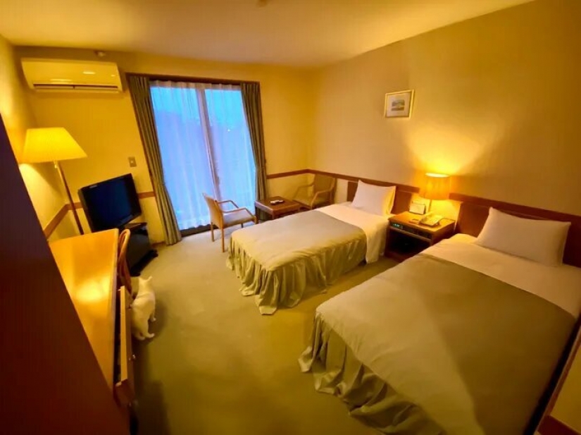 How the first hotel in the world for cat lovers