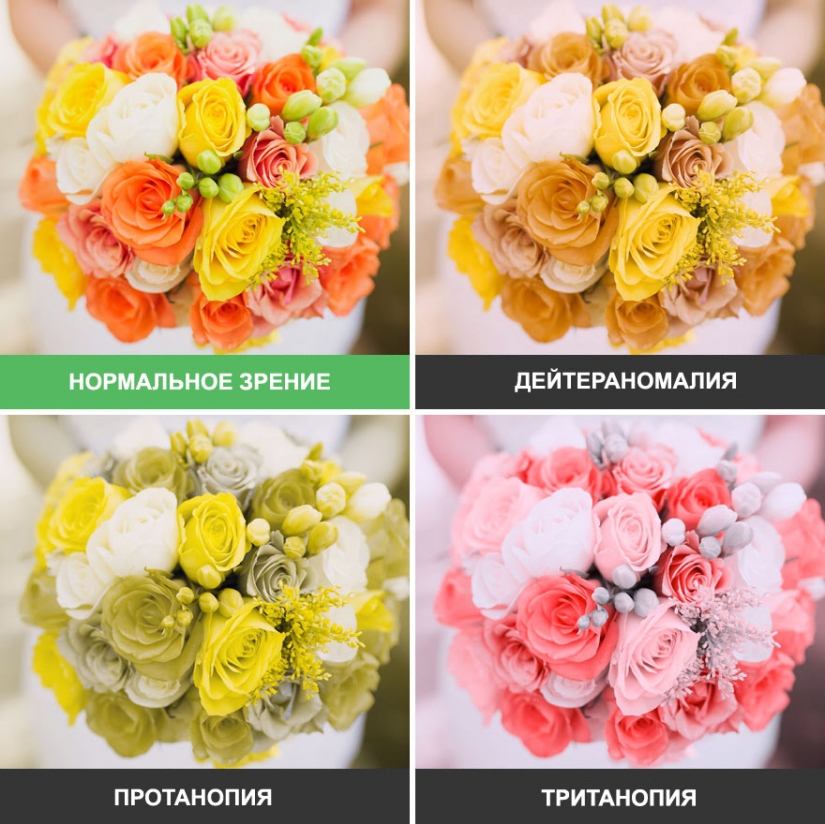 How the world looks through the eyes of a colorblind