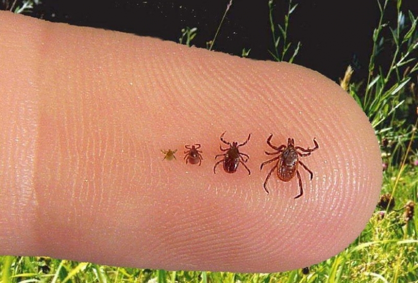 How to escape from the ticks? Forewarned is forearmed How to escape from the ticks? Forewarned is forearmed