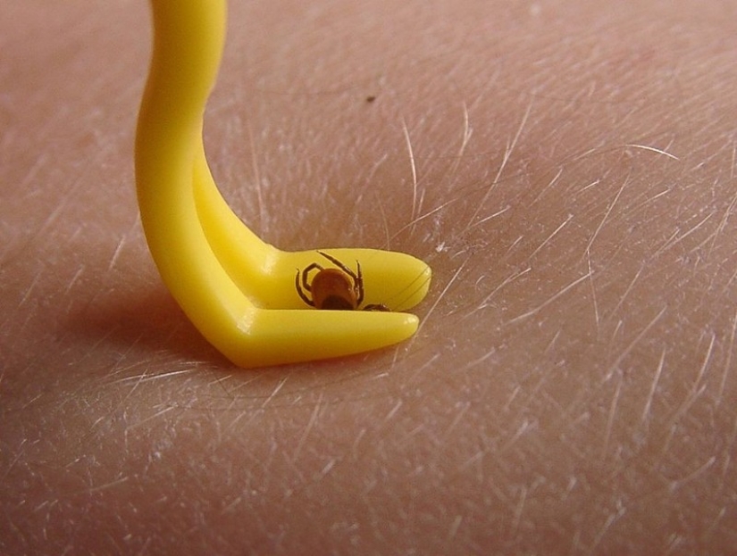 How to escape from the ticks? Forewarned is forearmed How to escape from the ticks? Forewarned is forearmed