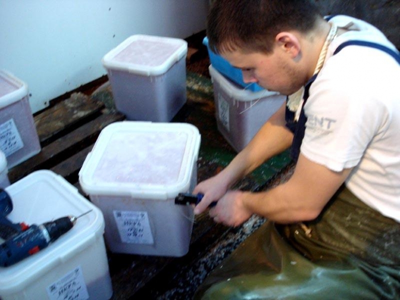 How to make red caviar