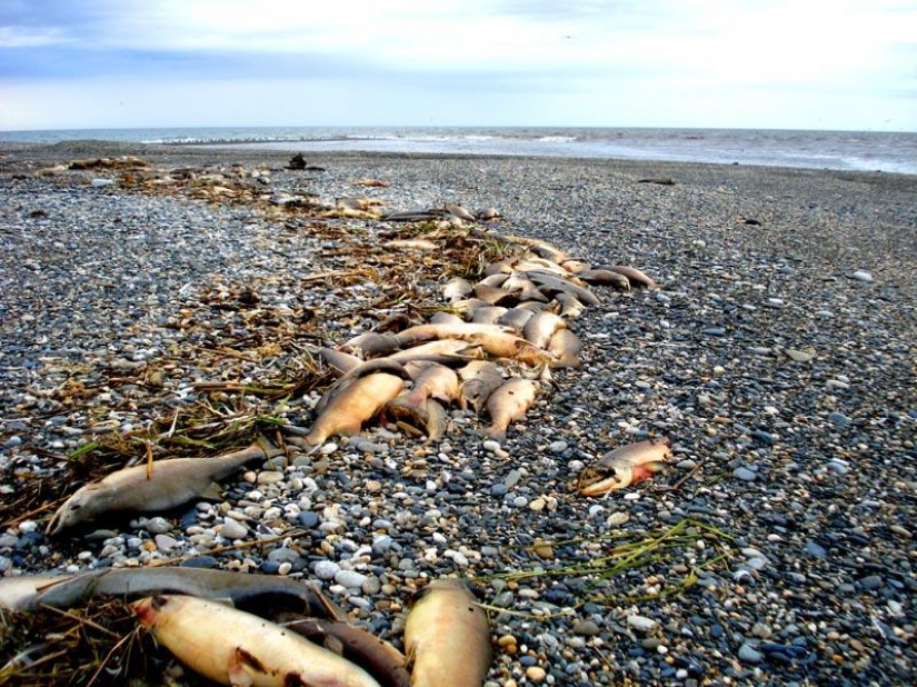 How to make red caviar