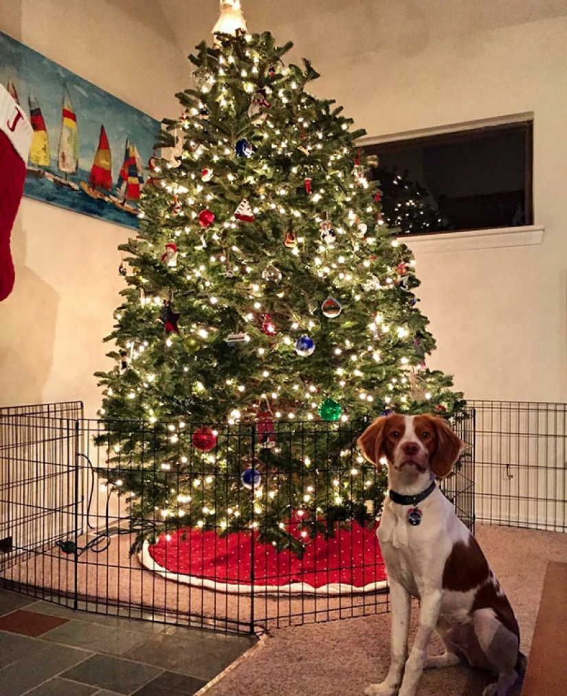 How to protect a Christmas tree from harmful and daring Pets How to protect a Christmas tree from harmful and daring Pets