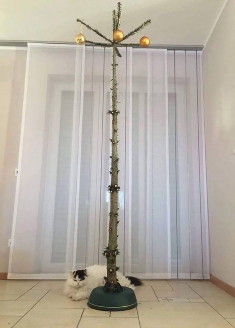 How to protect a Christmas tree from harmful and daring Pets How to protect a Christmas tree from harmful and daring Pets