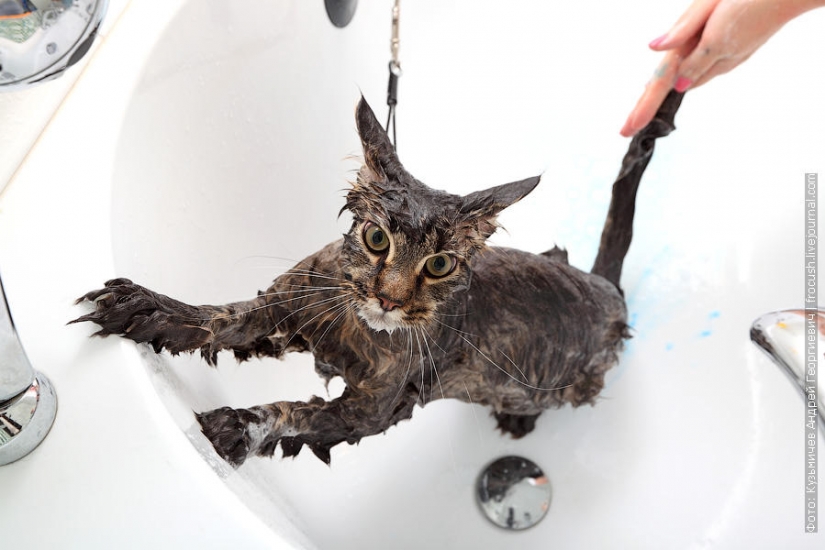 How to wash a cat and live How to wash a cat and live