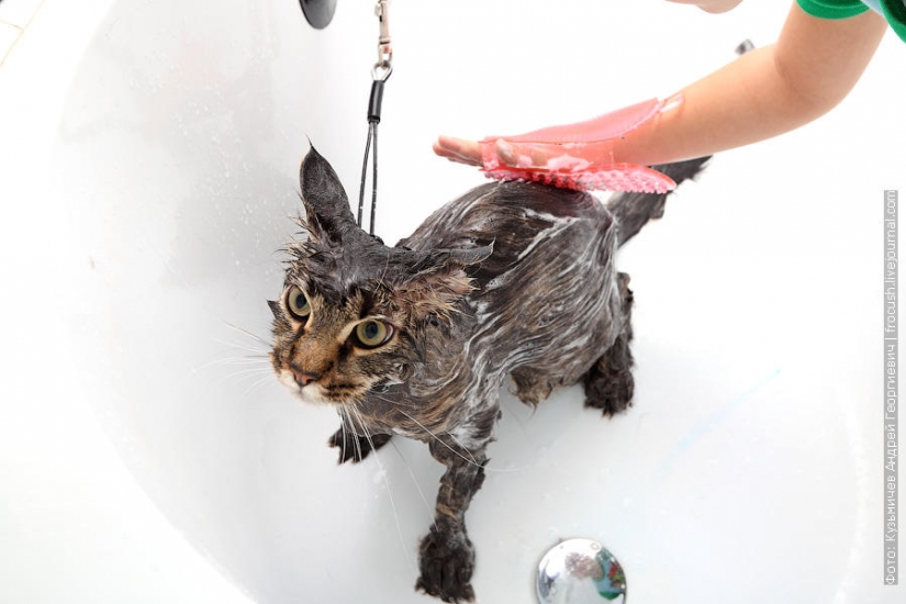 How to wash a cat and live How to wash a cat and live