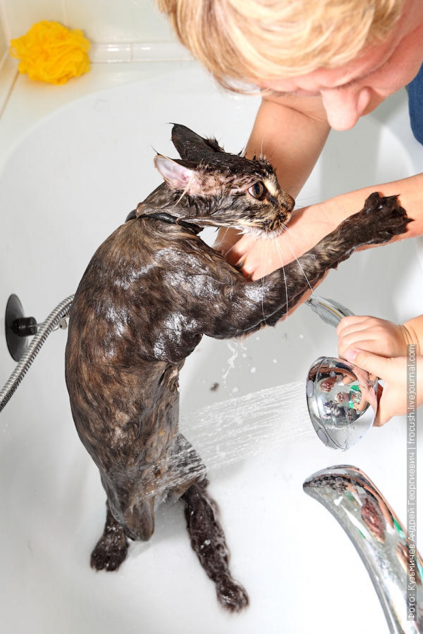 How to wash a cat and live How to wash a cat and live