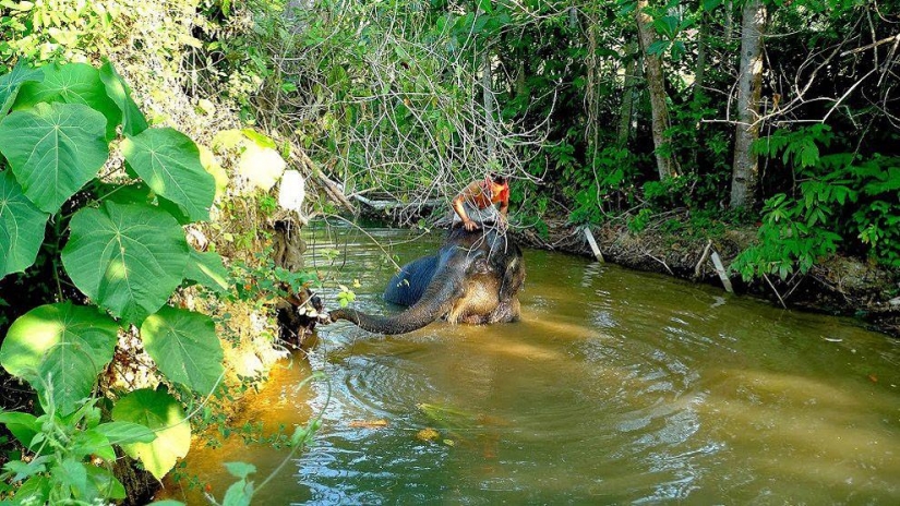 How to wash an elephant