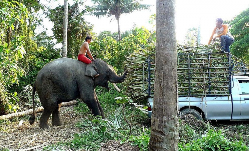 How to wash an elephant