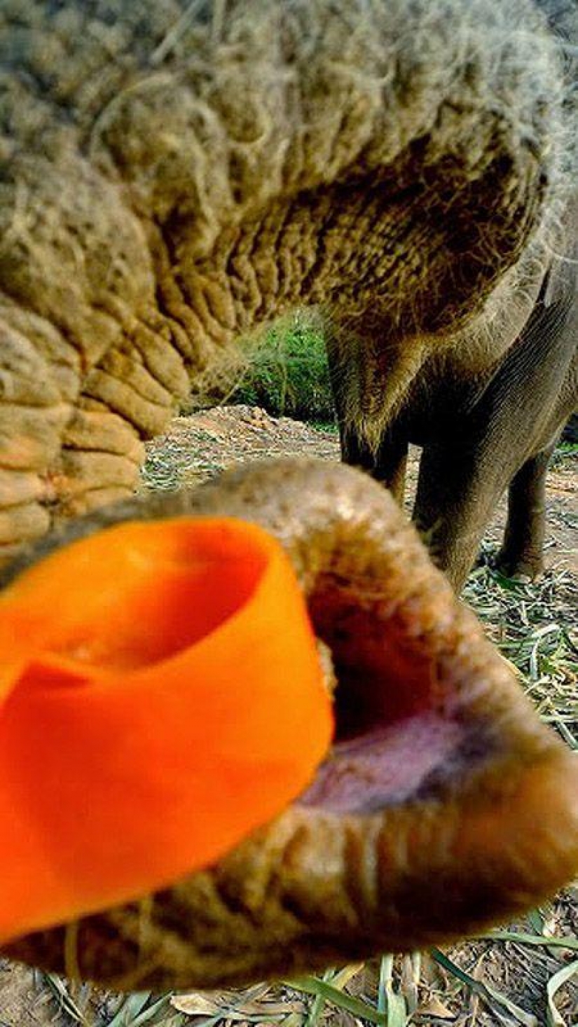 How to wash an elephant