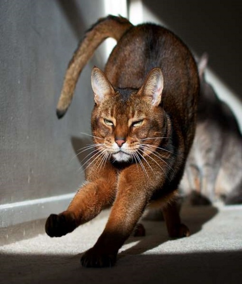 How your cat is trying to talk to you