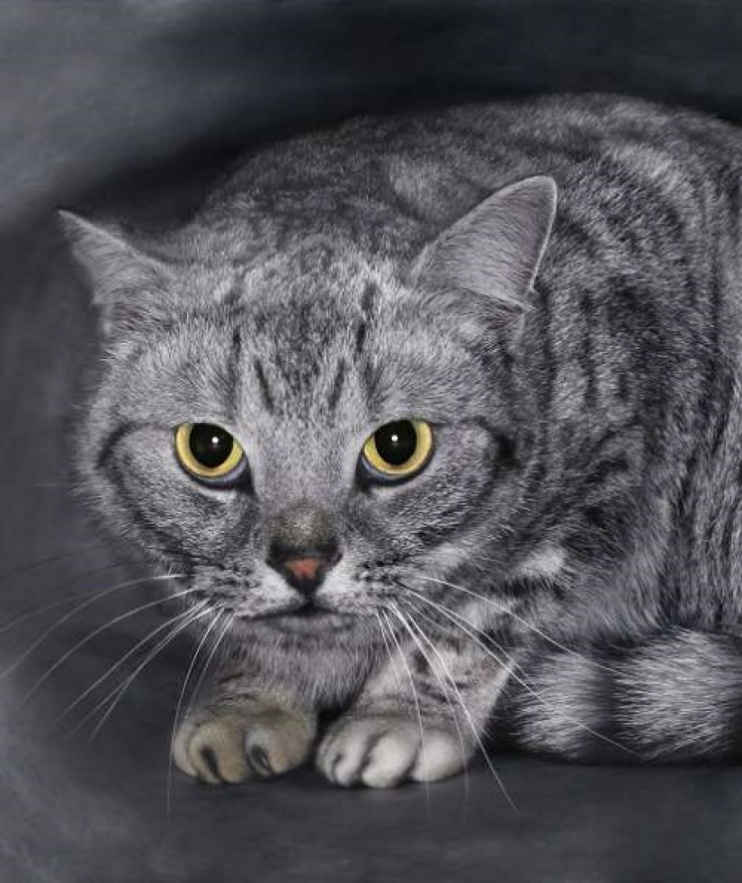 How your cat is trying to talk to you