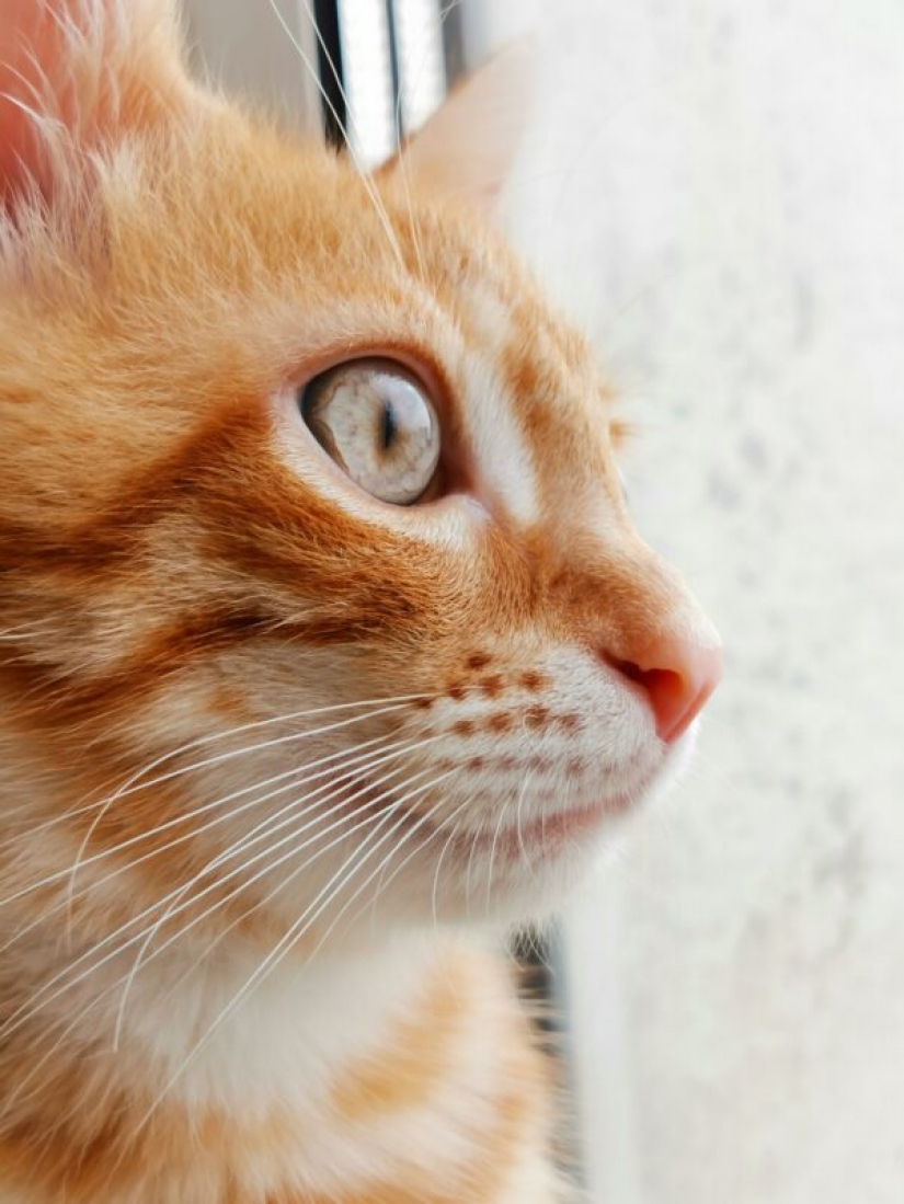 HUAWEI announces the results of the competition Next-2020 Image Awards in Russia