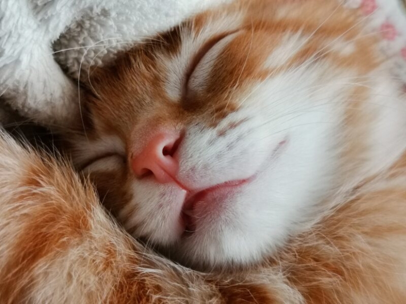 HUAWEI announces the results of the competition Next-2020 Image Awards in Russia