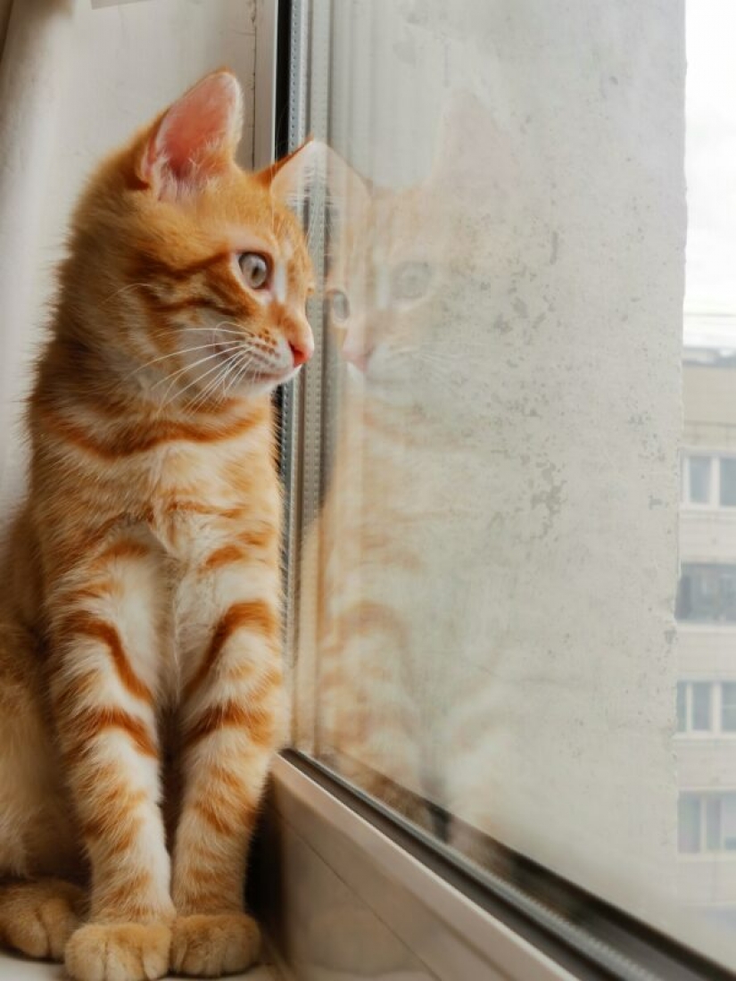 HUAWEI announces the results of the competition Next-2020 Image Awards in Russia