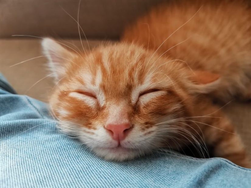 HUAWEI anuncia los resultados de la competición de la Próxima 2020 Imagen de Premios en Rusia