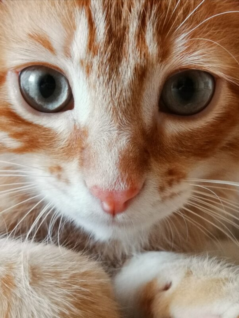 HUAWEI anuncia los resultados de la competición de la Próxima 2020 Imagen de Premios en Rusia