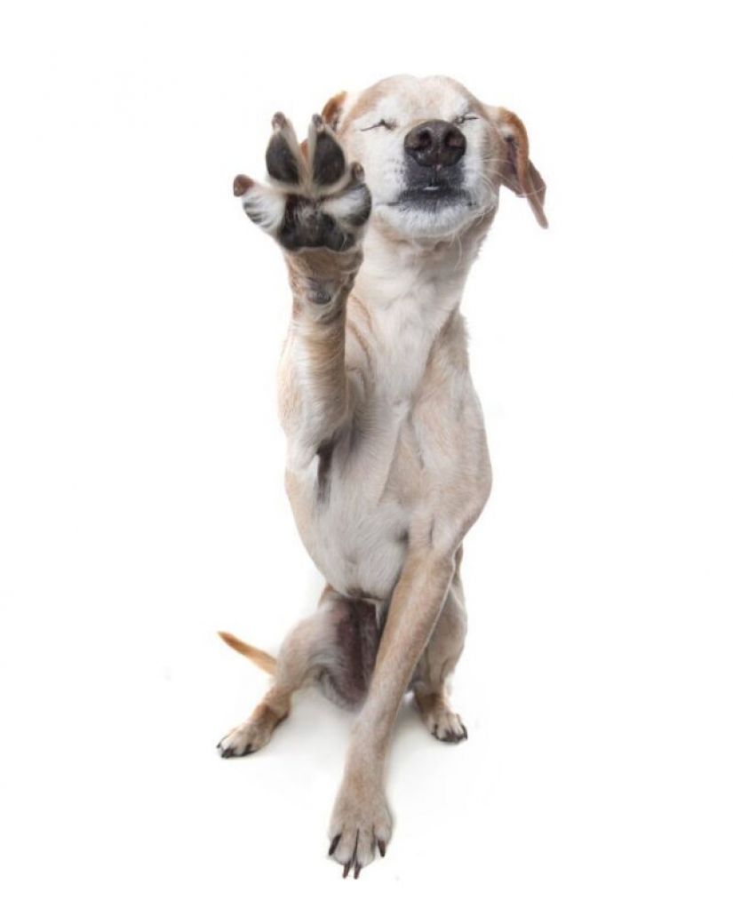 Impresionantes retratos de animales con discapacidad