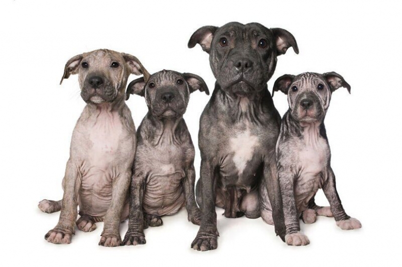 Impresionantes retratos de animales con discapacidad