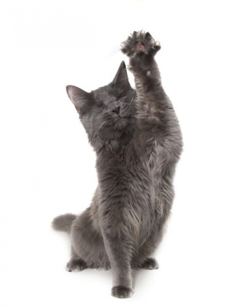 Impresionantes retratos de animales con discapacidad