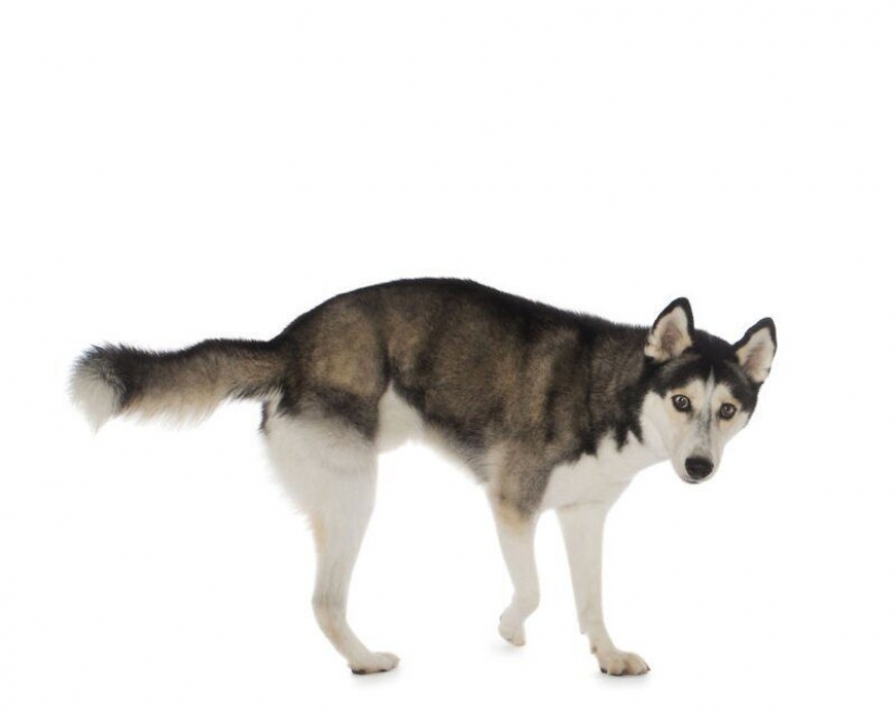 Impresionantes retratos de animales con discapacidad