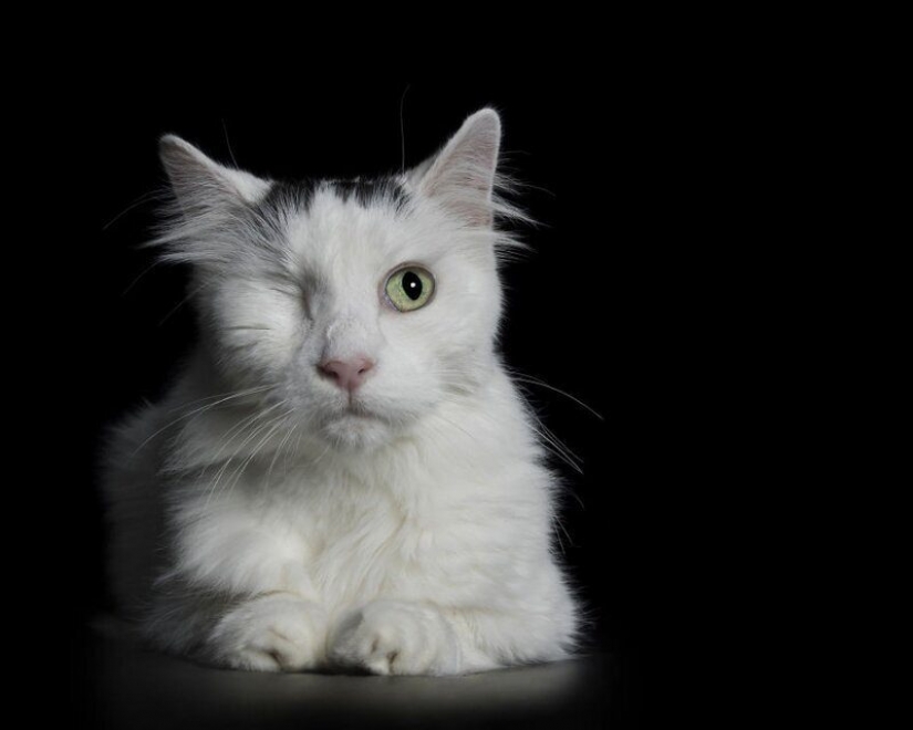 Impresionantes retratos de animales con discapacidad