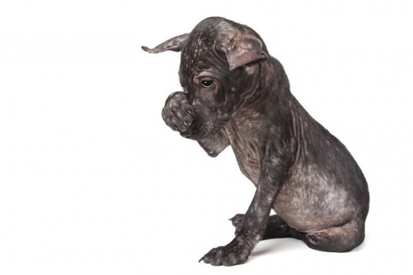 Impresionantes retratos de animales con discapacidad