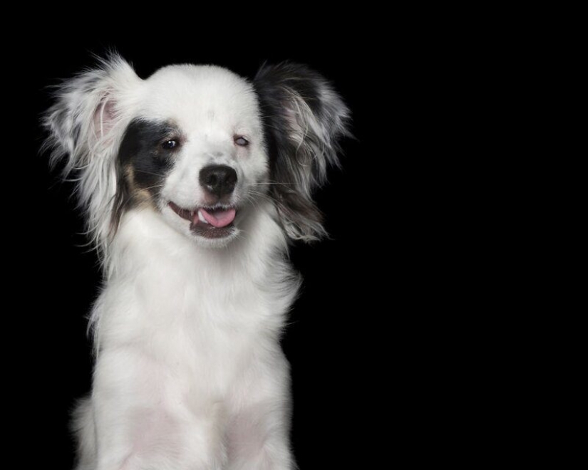 Impresionantes retratos de animales con discapacidad