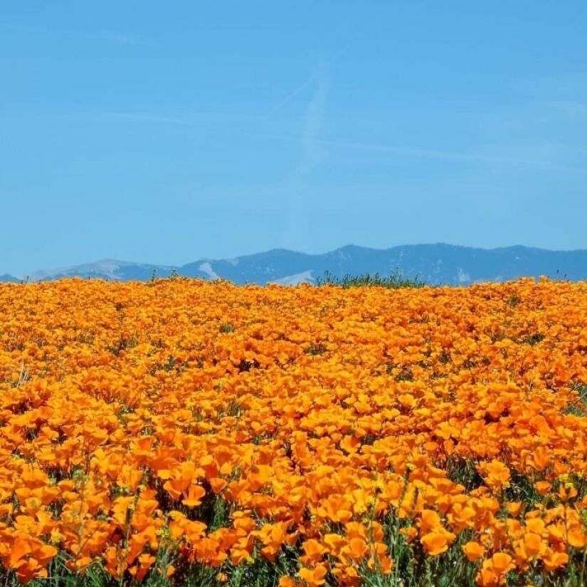In California after a long drought flowered poppies and they can be seen even from space
