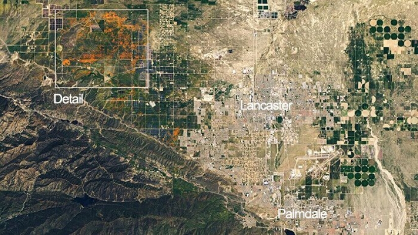 In California after a long drought flowered poppies and they can be seen even from space