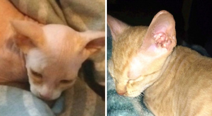 In Canada crooks shave the usual kittens and sell them for $ 700, posing for sphinxes